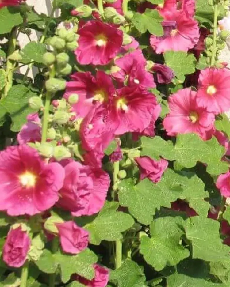 Der Korber Bibelgarten in voller Blüte
