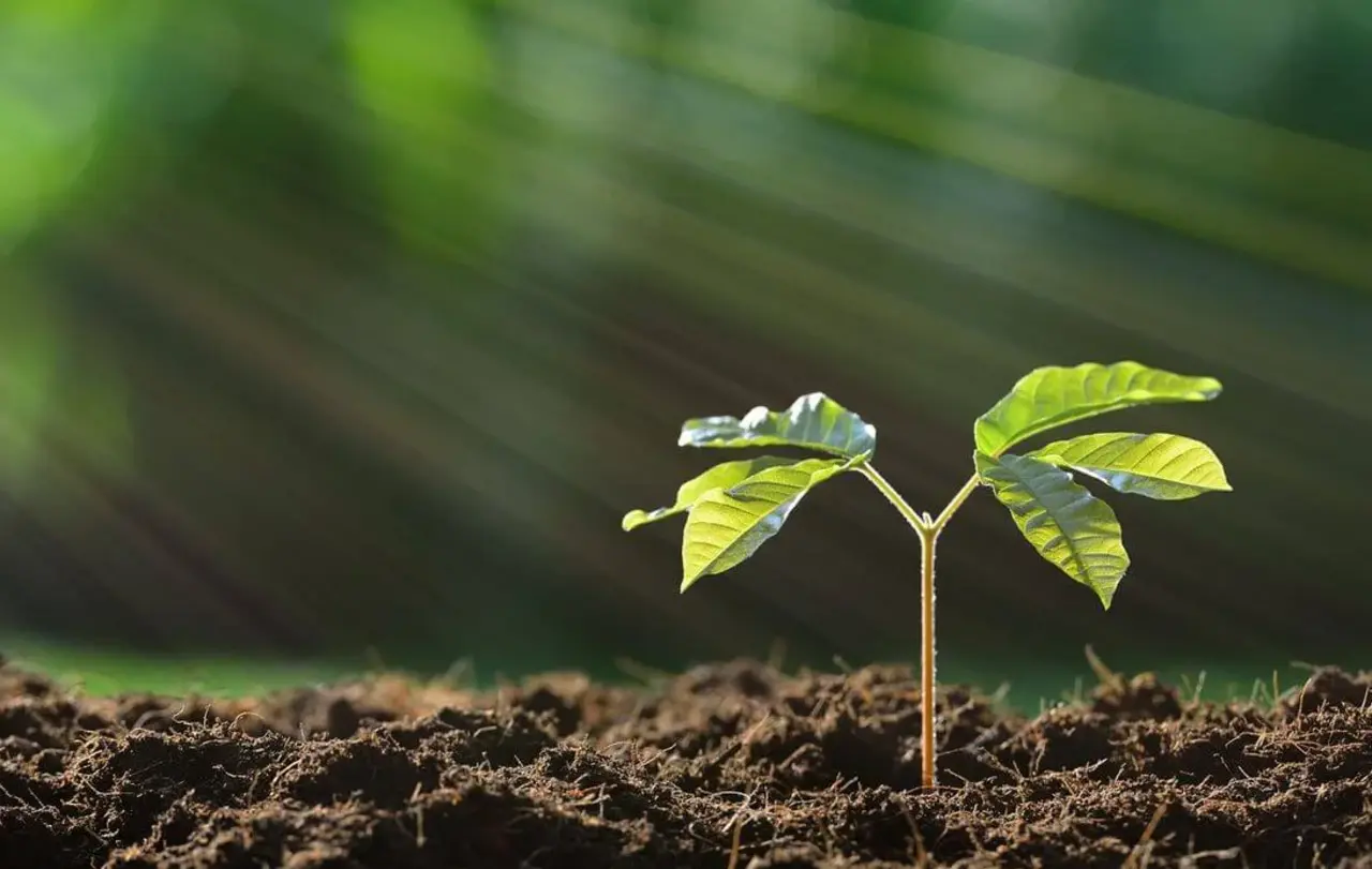 Young plant in the morning light on nature background