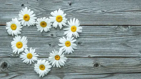 Daisy flowers on wooden background
