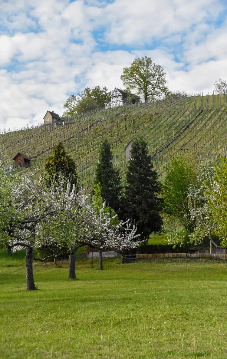 Wengerterhäusle grüßen auf dem Weg bei Schorndorf