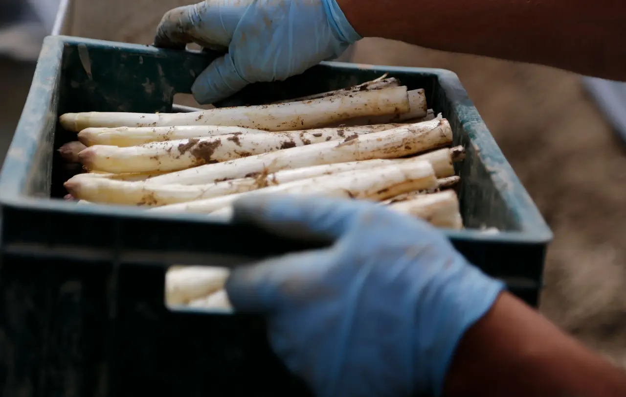 Durch Corona könnten sich nach Einschätzung von Wirtschaftspfarrer Gscheidle Arbeitsbedingungen verbessern - etwa bei der Ernte, in der Pflege oder in Schlachthöfen.