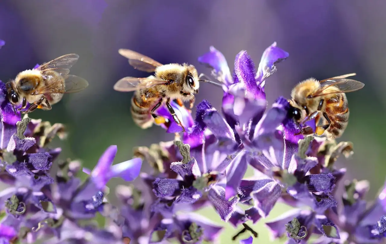 Kinder aus der evangelischen Kita in Stuttgart-Stammheim werden am Donnerstag, 12. März, den Auftakt für die diesjährige Aktion „Lass es blühen! - Gemeinsam für Insektenvielfalt“ setzen (Symbolfoto).